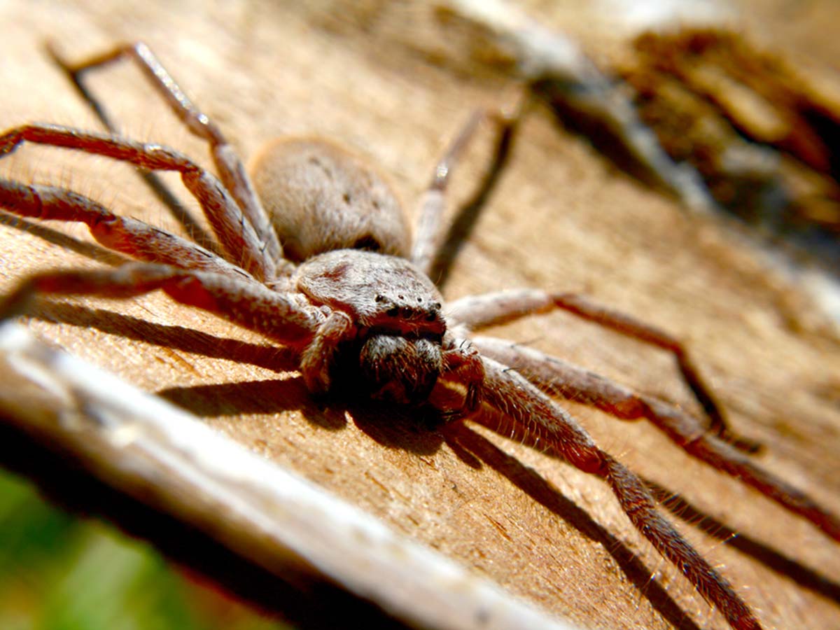 Landskab Phobia halskæde Common spiders you'll find in Australia: deadly, dangerous and harmless -