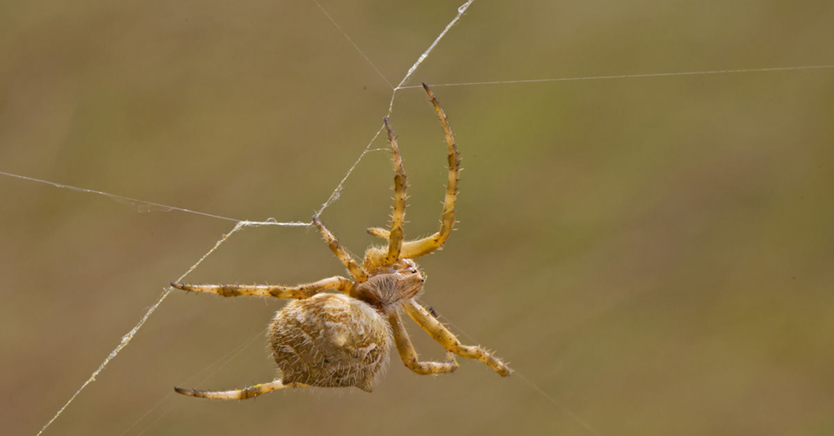 Common Spiders You Ll Find In Australia Deadly Dangerous And