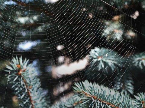 Christmas spider, christmas pests, Austates